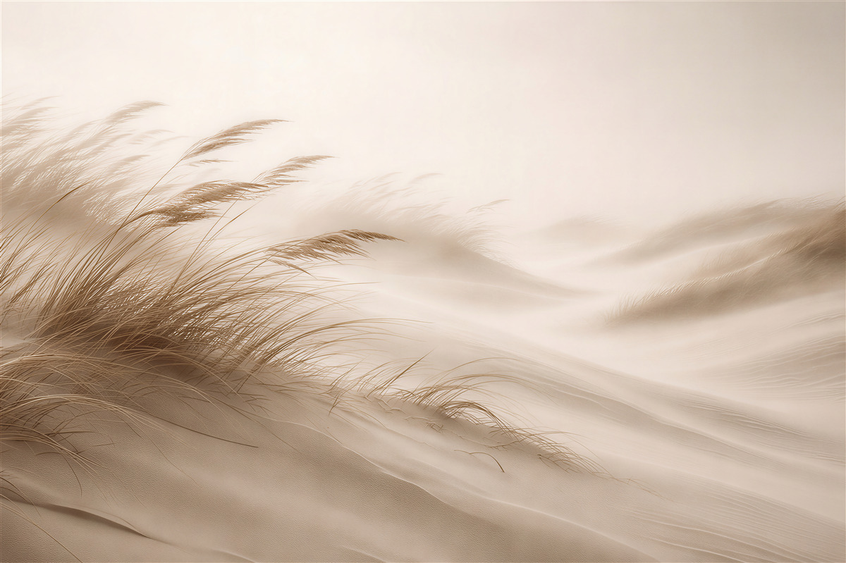 Fototapeten beige Dünen mit Gräsern