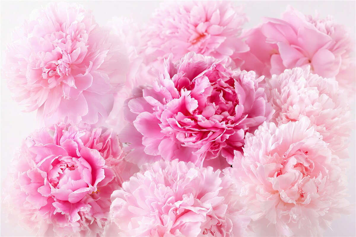 Fototapeten hübsche rosa Pfingstrosen