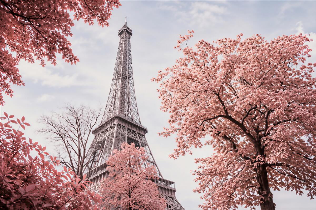 Fototapeten Kirschblüten vor dem Eiffelturm