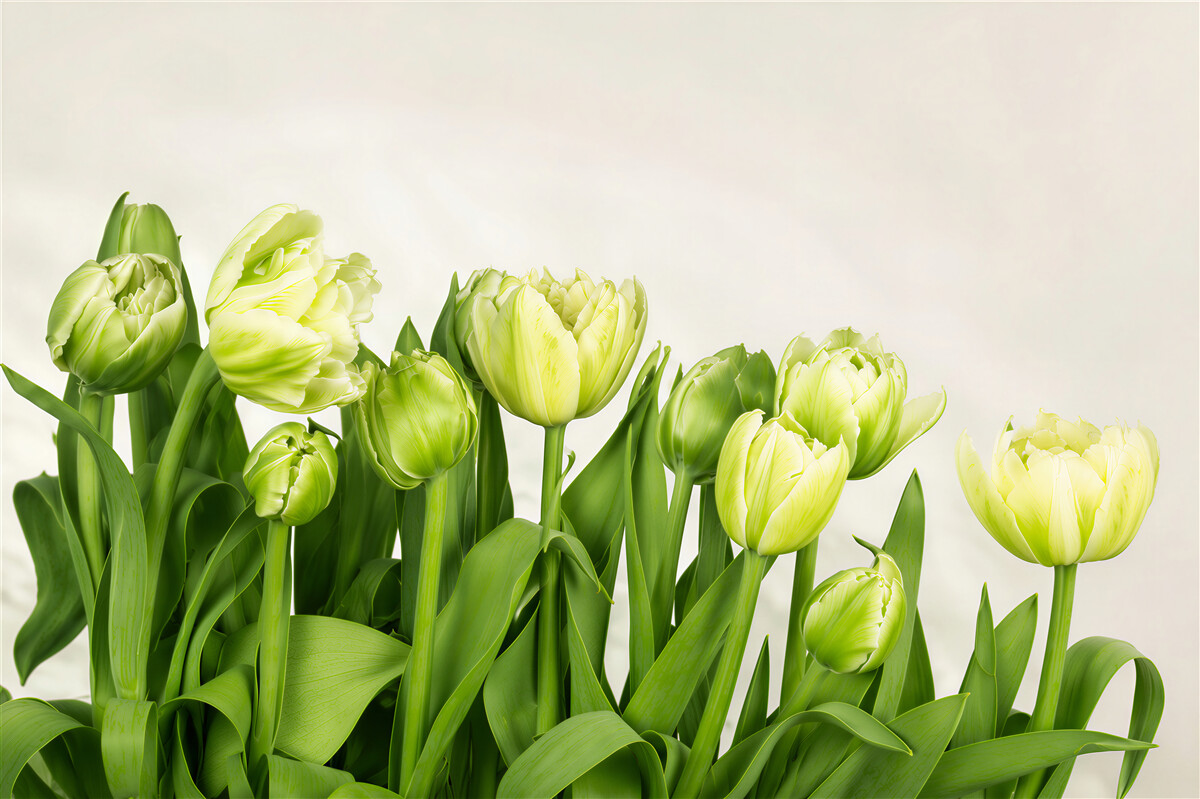 Fototapeten Bouquet aus offenen und halbgeschlossenen Tulpen