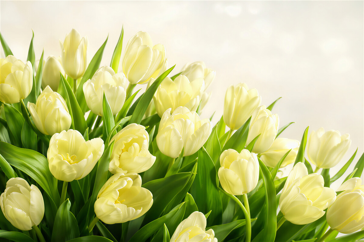 Fototapeten gelbe Tulpen mit Grün