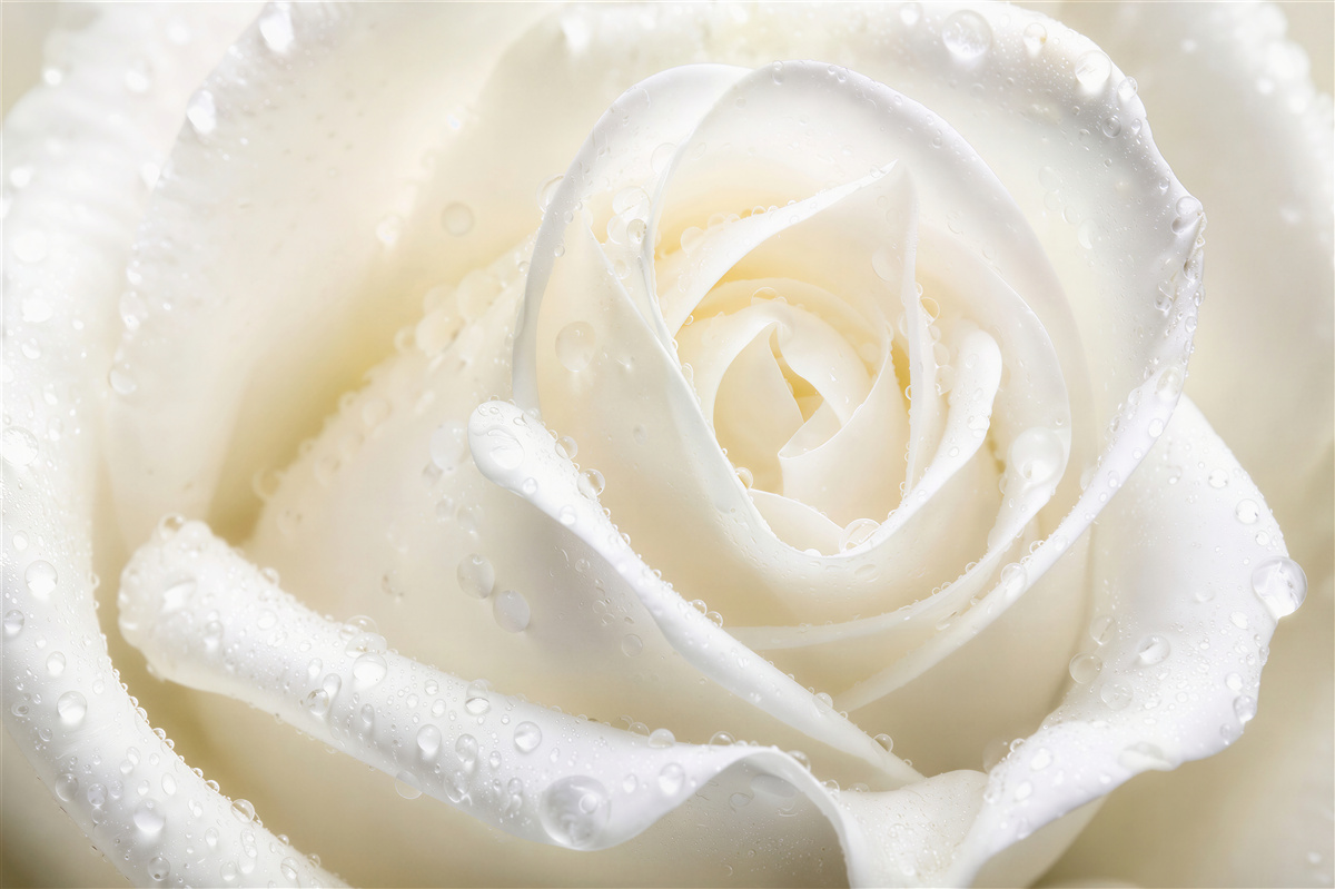 Fototapeten weiße Rose im Morgentau