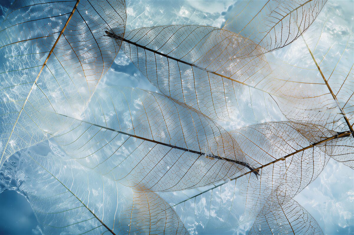 Fototapeten transparente Blätter am Himmel