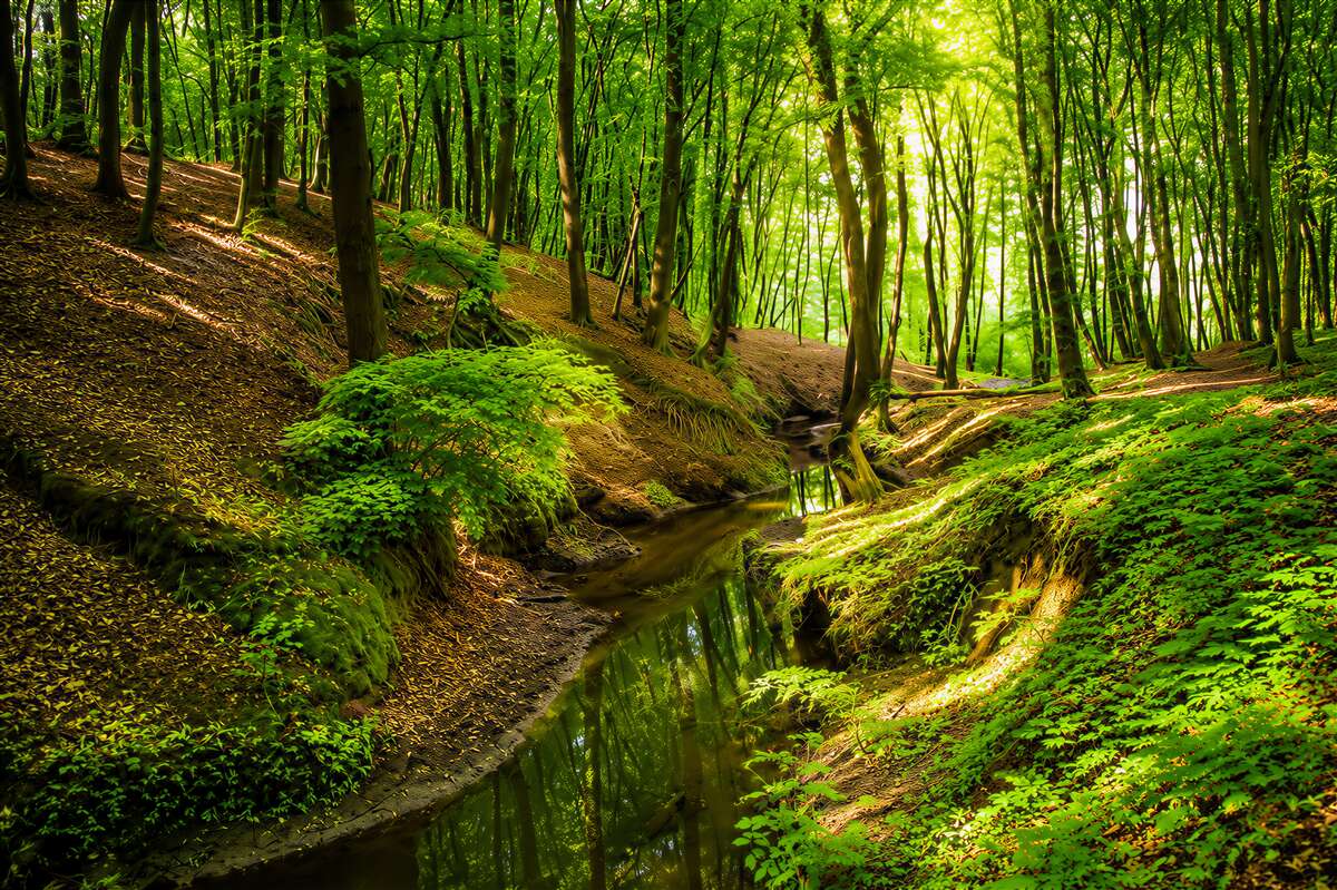 Fototapeten Morgensonne im grünen Laubwald