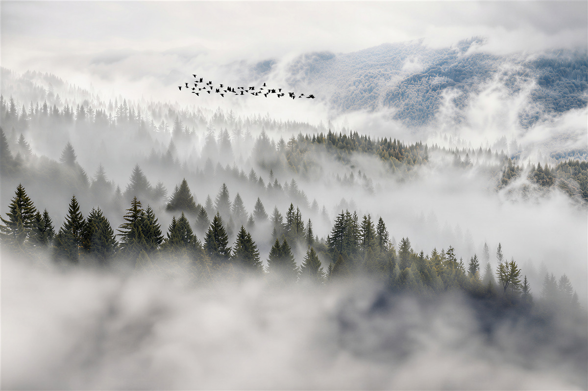 Fototapeten dichter Morgennebel