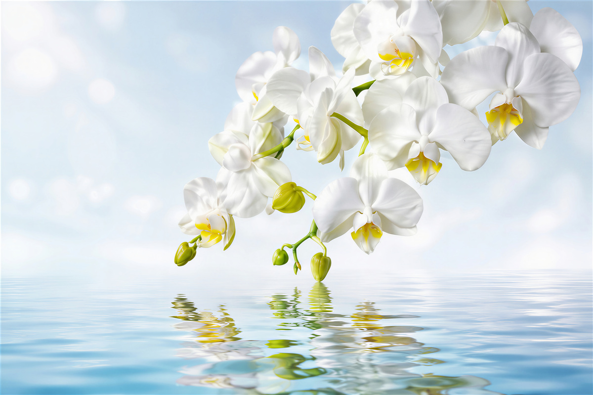 Fototapeten Zweig einer weißen Orchidee in der Nähe von ruhigem Wasser