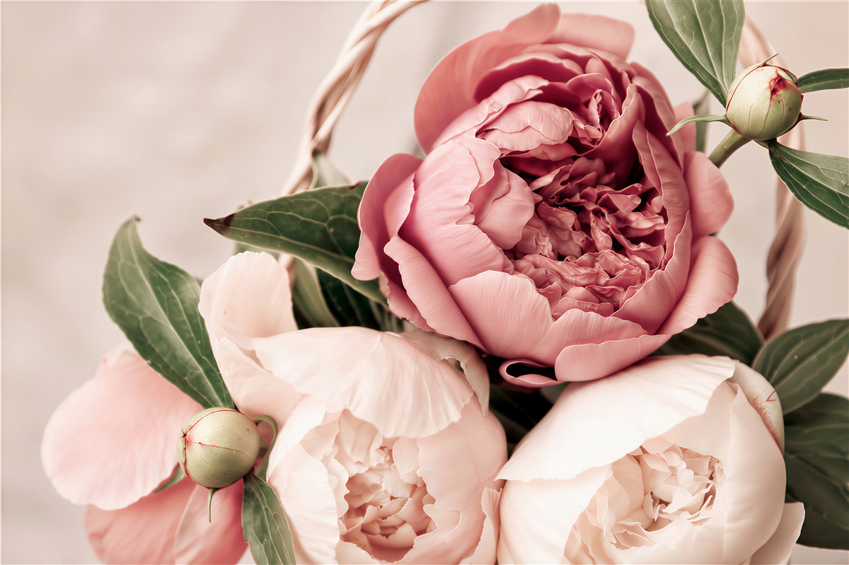 Fototapeten zarte Rose in Form einer Pfingstrose