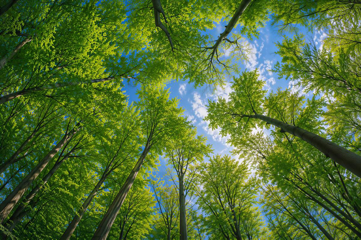Fototapeten grüner Wald unter blauem Himmel