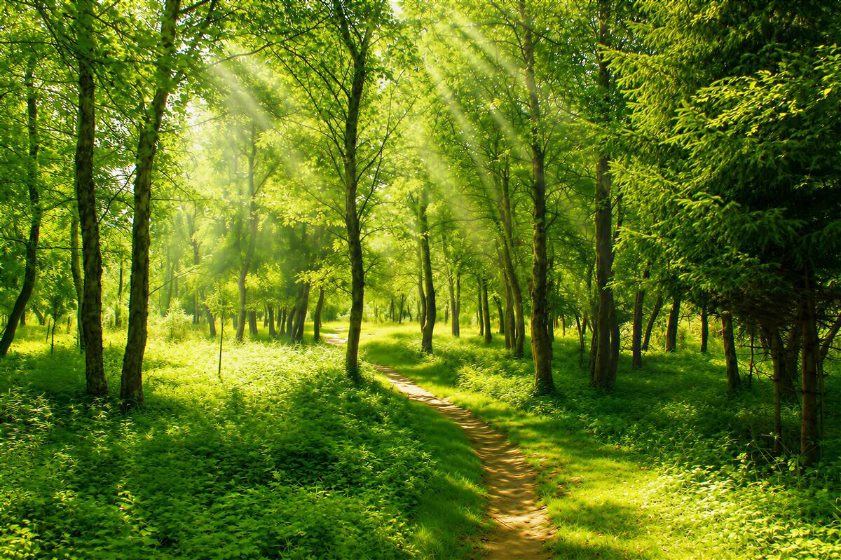 Fototapeten Sonnenstrahlen durchdringen einen dichten, jungen Wald