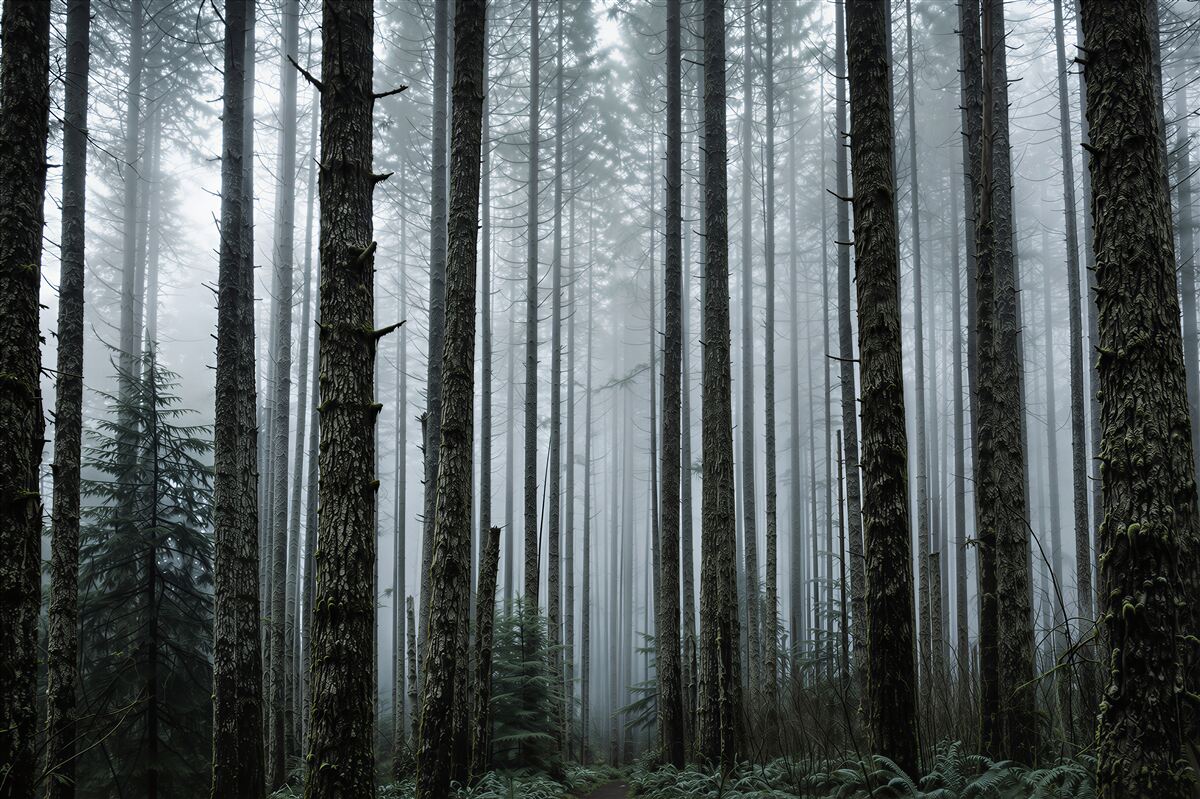 Fototapeten mystischer Kiefernwald im Nebel helles Naturbild