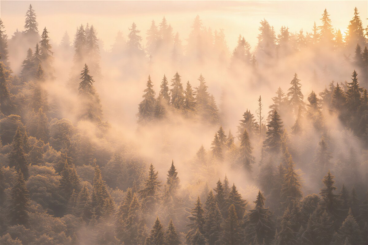 Fototapeten dichter Nebel auf den Bäumen