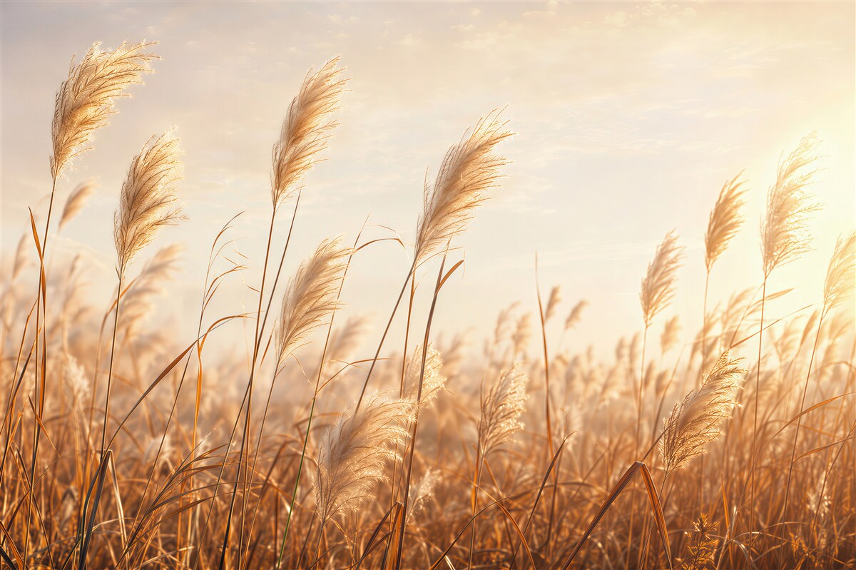 Fototapeten goldene Gräser im Wind