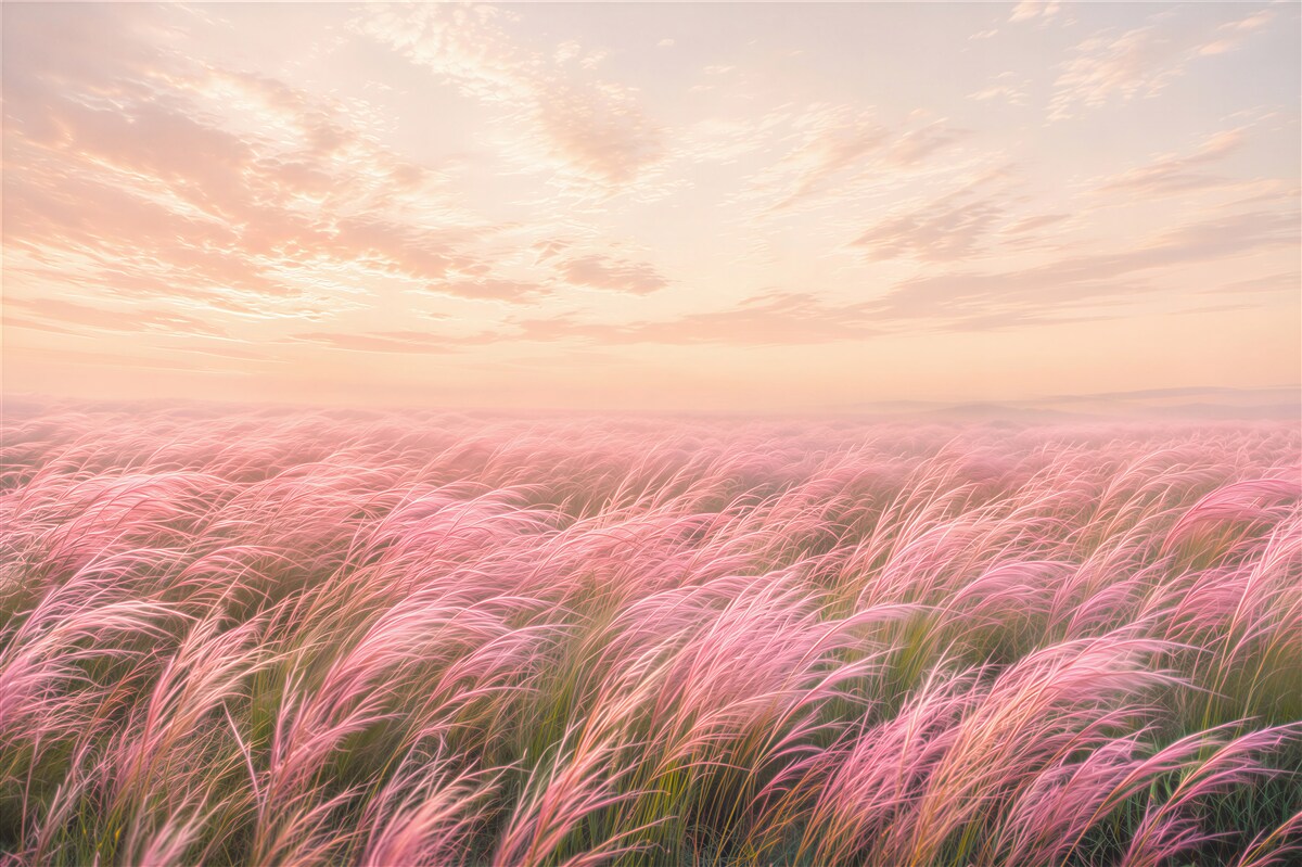 Fototapeten rosa Gräser bei Sonnenaufgang